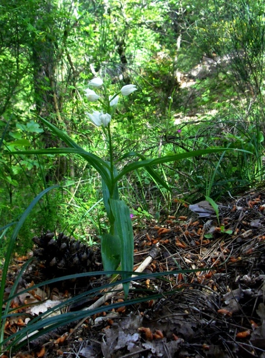 Cephalanthera longifolia ..in erba!!